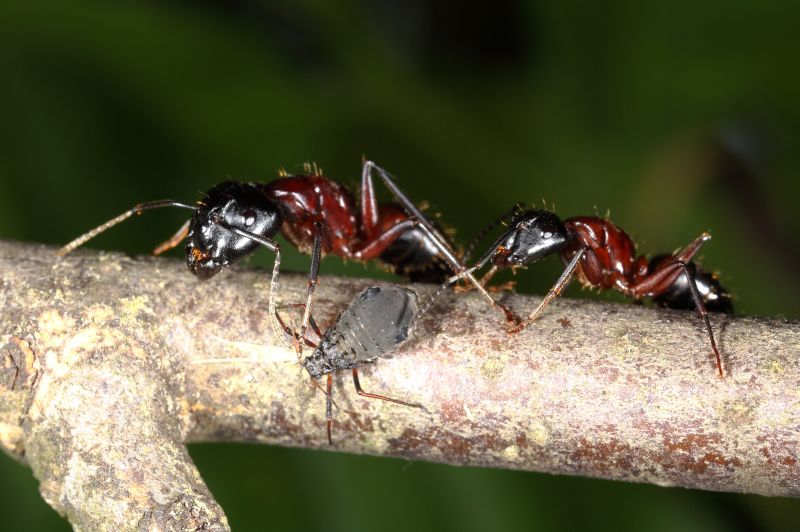 Camponotus ligniperda (2).jpg